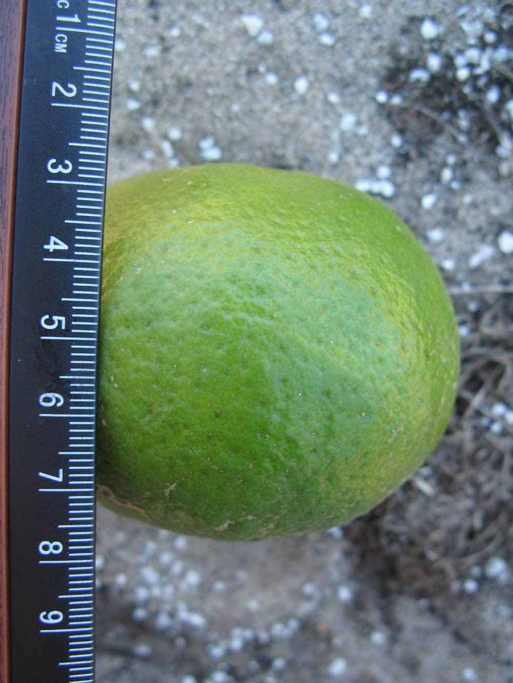             Immature fruit (Winter Haven, FL)       